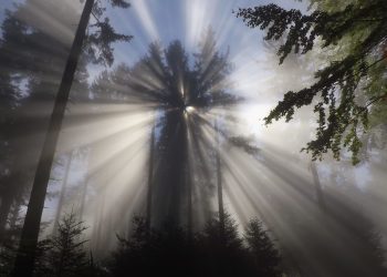 Everything You Need to Know About Getting a Psychology Degree