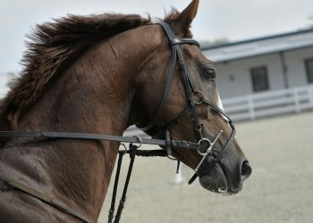 Perfecting Your Equine Training: Beginner's Guide to Setting Up Your Horse Jump Course